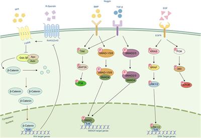 Construction methods and latest applications of kidney cancer organoids